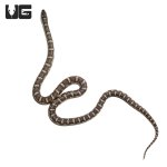 ug_yearling_florida_kingsnake_4.jpg