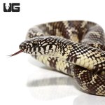ug_yearling_florida_kingsnake_1.jpg