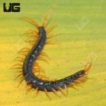 ug_Waterfall_Centipede_4.jpg