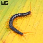 ug_Waterfall_Centipede_3.jpg
