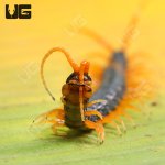 ug_Waterfall_Centipede_2.jpg