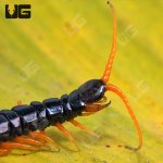 ug_Waterfall_Centipede_1.jpg