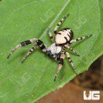 ug_Velvet_Desert_Spider_(White)_4.jpg