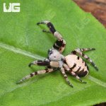 ug_Velvet_Desert_Spider_(White)_3.jpg