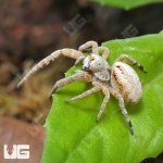 ug_Velvet_Desert_Spider_(White)_2.jpg