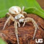 ug_Velvet_Desert_Spider_(White)_1.jpg
