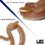 ug_egyptian_cat_eye_snake_5.jpg