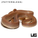 ug_egyptian_cat_eye_snake_4.jpg
