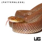 ug_egyptian_cat_eye_snake_3.jpg
