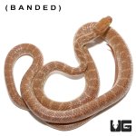 ug_egyptian_cat_eye_snake_2.jpg