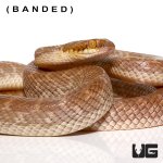 ug_egyptian_cat_eye_snake_1.jpg