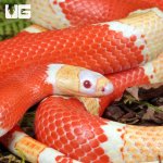 ug_Albino_Honduran_Milksnake_5.jpg