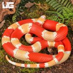 ug_Albino_Honduran_Milksnake_4.jpg
