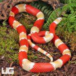 ug_Albino_Honduran_Milksnake_3.jpg