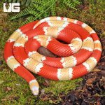 ug_Albino_Honduran_Milksnake_2.jpg
