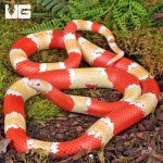 ug_Albino_Honduran_Milksnake_1.jpg