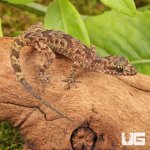 ug_Santana_Bent_Toed_Gecko_3.jpg