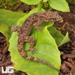 ug_Santana_Bent_Toed_Gecko_1.jpg