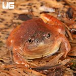 ug_Burmese_Squat_Frog_4.jpg