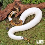 ug_Yearling_Male_High_White_Pied_Het_Candy_Ball_Python_4.jpg