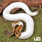 ug_Yearling_Male_High_White_Pied_Het_Candy_Ball_Python_3.jpg