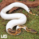 ug_Yearling_Male_High_White_Pied_Het_Candy_Ball_Python_2.jpg
