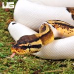 ug_Yearling_Male_High_White_Pied_Het_Candy_Ball_Python_1.jpg