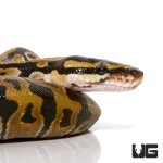 ug_cb_baby_ball_python_hatchling_1.jpg