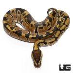 ug_cb_baby_ball_python_hatchling_2.jpg