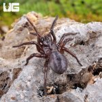 ug_Songsangchotei_Funnel_Web_Spider_4.jpg