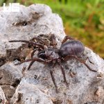ug_Songsangchotei_Funnel_Web_Spider_3.jpg