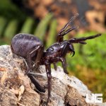ug_Songsangchotei_Funnel_Web_Spider_2.jpg
