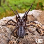 ug_Songsangchotei_Funnel_Web_Spider_1.jpg