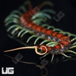ug_Mint_Leg_Centipede_5.jpg