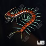 ug_Mint_Leg_Centipede_1.jpg