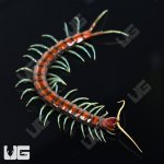 ug_Mint_Leg_Centipede_3.jpg