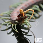 ug_Mint_Leg_Centipede_4.jpg