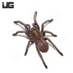 ug_Purple_Zebra_Tarantula_4.jpg
