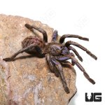 ug_Purple_Zebra_Tarantula_3.jpg