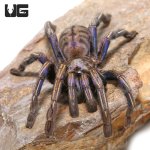 ug_Purple_Zebra_Tarantula_2.jpg