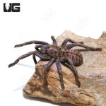 ug_Purple_Zebra_Tarantula_1.jpg