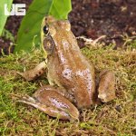 ug_bronze_frog_2.jpg