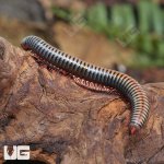 ug_Thailand_Rainbow_Millipede_4.jpg