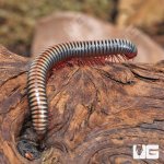 ug_Thailand_Rainbow_Millipede_3.jpg
