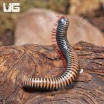 ug_Thailand_Rainbow_Millipede_2.jpg