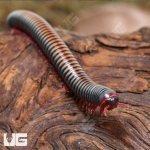 ug_Thailand_Rainbow_Millipede_1.jpg