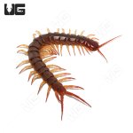 red_flame_centipede_4.jpg