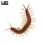 red_flame_centipede_3.jpg