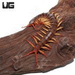 red_flame_centipede_2.jpg