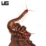 red_flame_centipede_1.jpg
